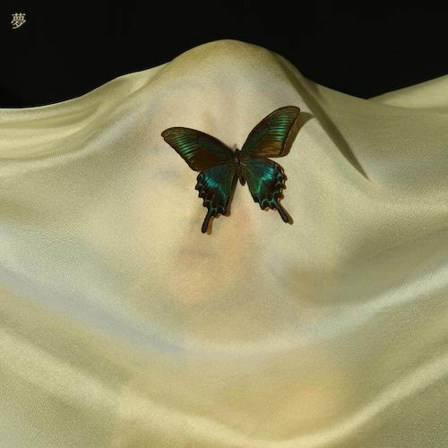 CACOPHONY - 2nd Album [夢(DREAM)] - Kpop Album | Kool Seoul - Buy Kpop Albums Online