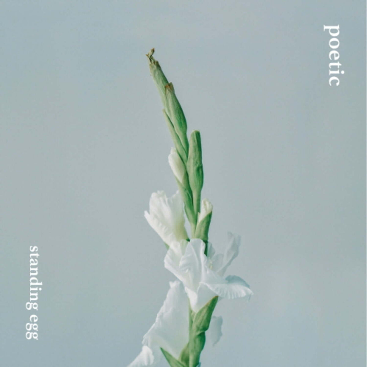 STANDING EGG - POETIC - Kpop Album | Kool Seoul - Buy Kpop Albums Online